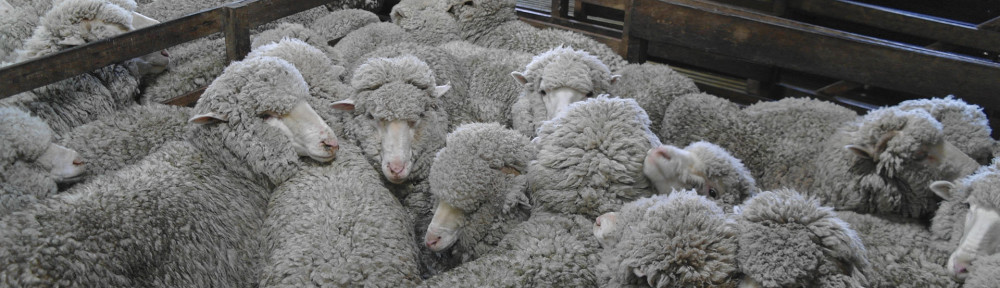 Sheep shearing at Brockley Estate, Tasmania