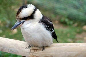 Kookaburra