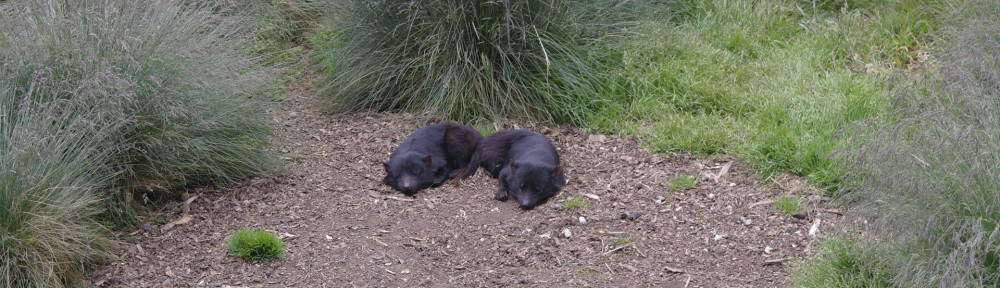 Tasmanian Devils (Cradle Mountain, Tasmania)