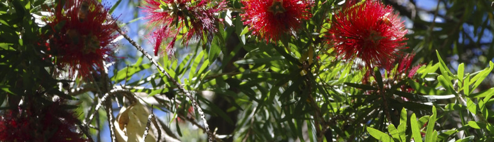 Canberra: Australian National Botanic Gardens