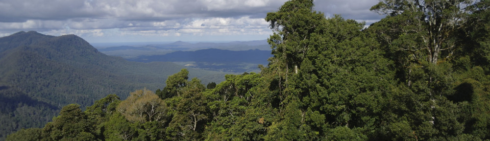 Dorrigo National Park NSW