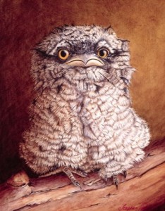 Podargo o "tawny frogmouth", pintura de Stephen Powell.