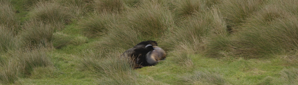 Curio Bay : Sea Lions in NZ