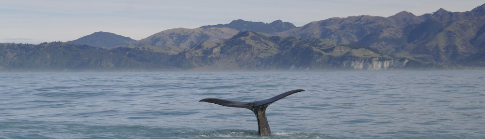 Kaikoura, Lobitos y Ballenas NZ